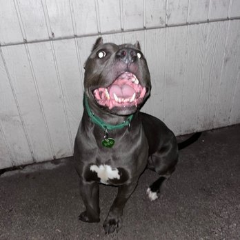 Haven Hound - Pet Boarding Near Me - Tacoma, Washington