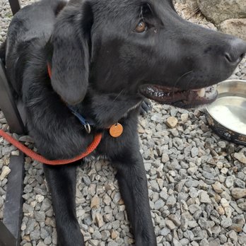 Dog Star Canine - Delaney - Pet Sitting Near Me - Springfield, New Hampshire Dog Star Canine - Delaney - Pet Sitting Near Me - Springfield, New Hampshire