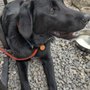 Photo of Dog Star Canine