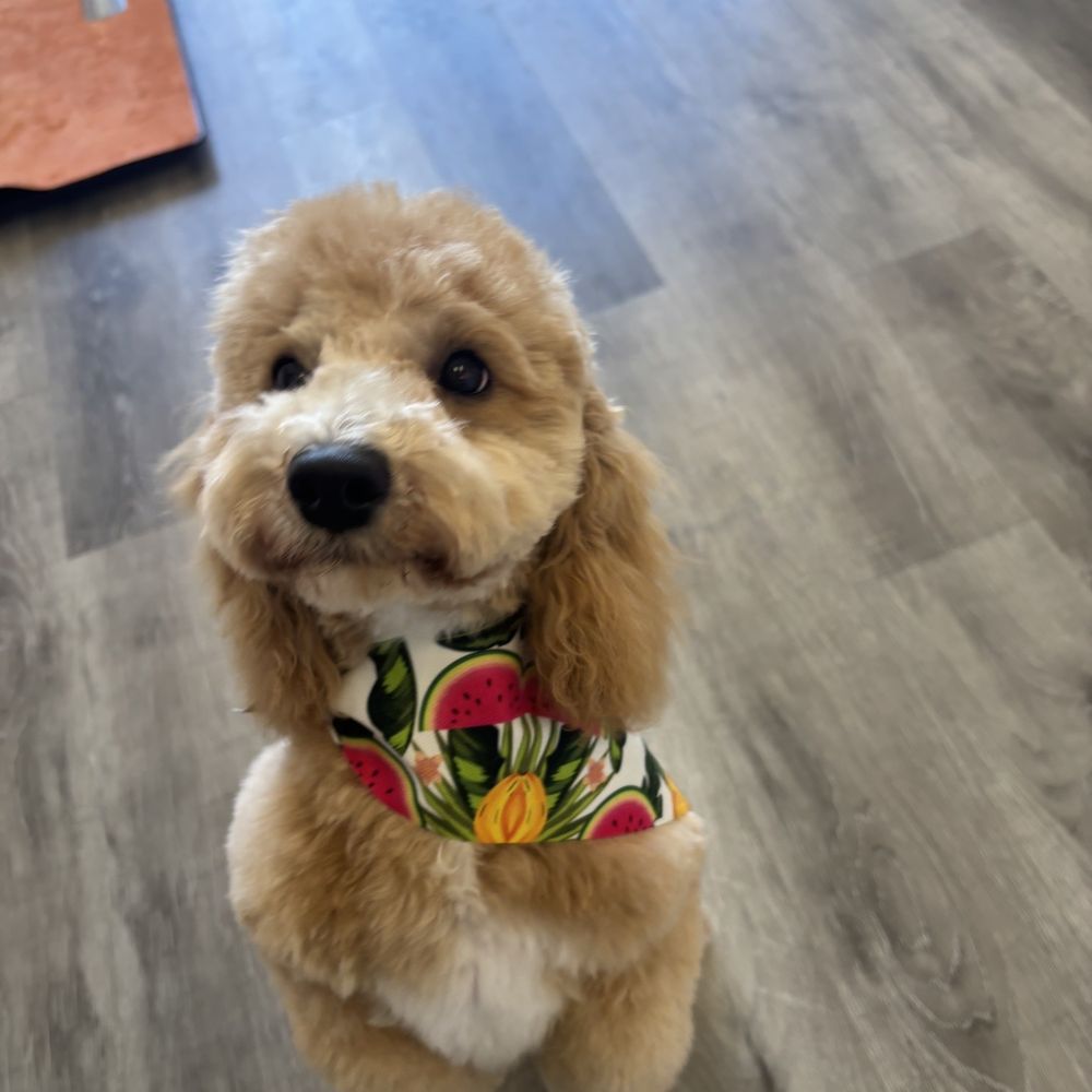 Pet Beloved - Meelo - Pet Groomers Near Me - San Diego, California Pet Beloved - Meelo - Pet Groomers Near Me - San Diego, California