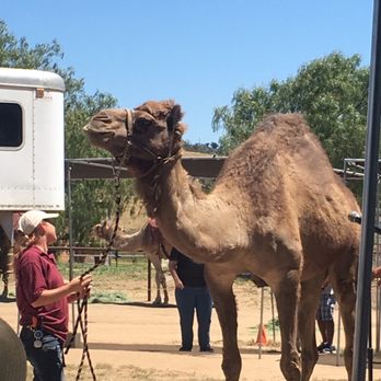 Oasis Camel Dairy - The riders had the privilege of either taking a lap with Booboo, Camelot or Jamal. - Attraction Farms Near Me - Ramona, California Oasis Camel Dairy - The riders had the privilege of either taking a lap with Booboo, Camelot or Jamal. - Attraction Farms Near Me - Ramona, California