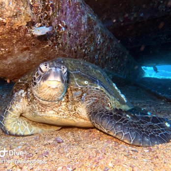 Oahu Travel Divers - Navy Tug! - Scuba Diving Near Me