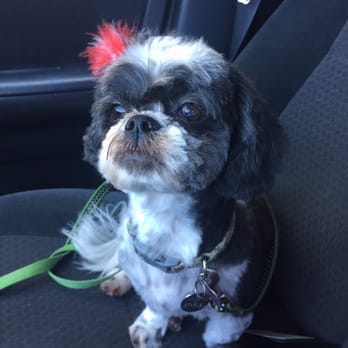 Messy Mutt - Lulu looking beautiful as ever!! - Pet Groomers Near Me Messy Mutt - Lulu looking beautiful as ever!! - Pet Groomers Near Me