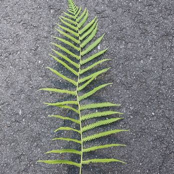 Wild Roots Alchemy - Ostrich Fern at Stono River County Park. - Specialty Schools Near Me Wild Roots Alchemy - Ostrich Fern at Stono River County Park. - Specialty Schools Near Me