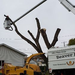 Beaver Bros Tree Removal and Stump Grinding - Maple tree removal