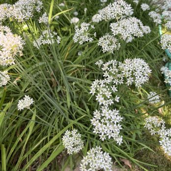 Lauritzen Gardens - Ornamental chives - Venues & Event Spaces Near Me - Omaha, Nebraska Lauritzen Gardens - Ornamental chives - Venues & Event Spaces Near Me - Omaha, Nebraska