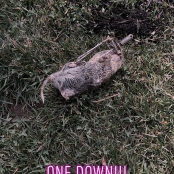 Go-Pher The Kill Pest Control - Caught 3 on day one! - Pest Control Near Me - Riverside, California