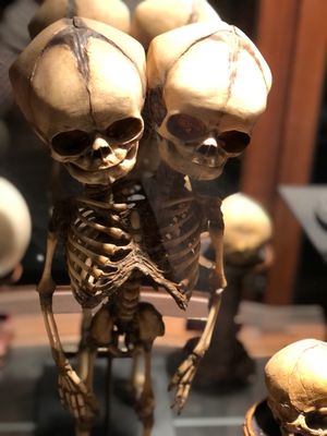 Museum of the Weird by null