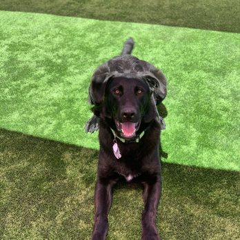 Club K9 - They sent me this pic while on vacation in Hawaii. Great personal touch. - Pet Boarding Near Me - Sunol, California Club K9 - They sent me this pic while on vacation in Hawaii. Great personal touch. - Pet Boarding Near Me - Sunol, California
