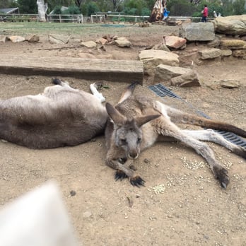 Bonarong Wildlife Sanctuary - Kangaroos - Zoos Near Me - Brighton, TAS