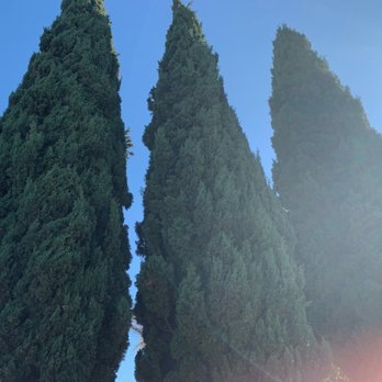 AAA Tree Service Inc - Tree Services Near Me