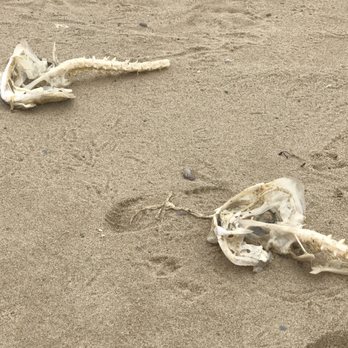 Race Point Beach - An abundance of skeletons - Beaches Near Me - Provincetown, Massachusetts