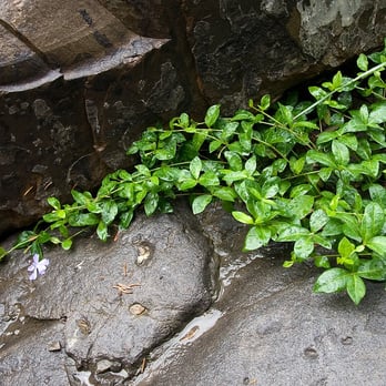 Aura Landscapers - a plant growing between two large rocks - Landscaping Near Me - Calgary, Alberta Aura Landscapers - a plant growing between two large rocks - Landscaping Near Me - Calgary, Alberta