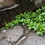 Photo of Aura Landscapers