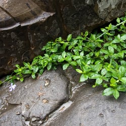Aura Landscapers
