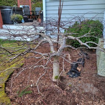 Maple Man - Japanese Maple Pruning - After pruning - Tree Services Near Me