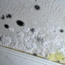 New Life Restoration & Cleaning Services - When this much microbial growth is on the OUTSIDE of the wall there is always something more hidden behind!!