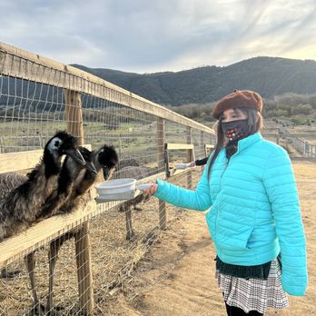 Ostrichland USA - Attraction Farms Near Me - Solvang, California Ostrichland USA - Attraction Farms Near Me - Solvang, California