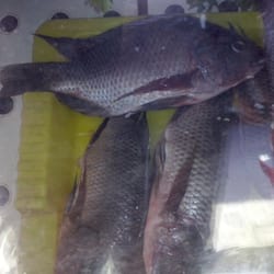 Pescados y Mariscos Gutiérrez - Pesacado fresco