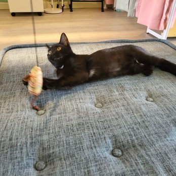 Cat Cafe Meows Rakuen - Cafes Near Me - Gardena, California Cat Cafe Meows Rakuen - Cafes Near Me - Gardena, California