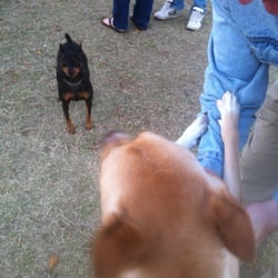 City of Memphis Dog Park - Roscoe (LT), Stax (RT)