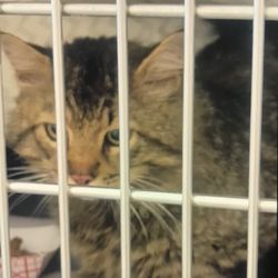 Humane Society For Greater Nashua - Caged at humane society of greater nashua.