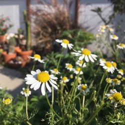 Morningland Community - Garden