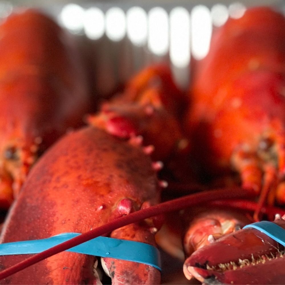 New Wave Seafood - Steaming available onsite...call 25/40 minutes in advance. Cracked available upon request - Seafood Markets Near Me - Stamford, Connecticut New Wave Seafood - Steaming available onsite...call 25/40 minutes in advance. Cracked available upon request - Seafood Markets Near Me - Stamford, Connecticut
