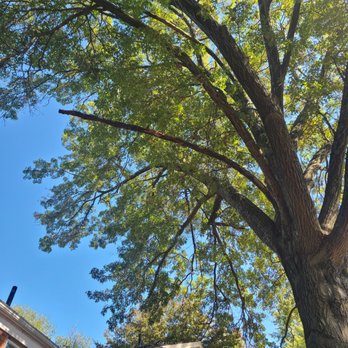 Done Rite Trees - Tree over house - Tree Services Near Me - East Canton, Ohio Done Rite Trees - Tree over house - Tree Services Near Me - East Canton, Ohio