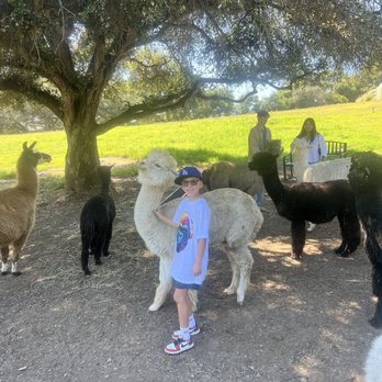 Canzelle Alpacas - Farms Near Me - Carpinteria, California Canzelle Alpacas - Farms Near Me - Carpinteria, California