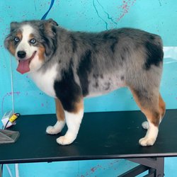 Diggidy Dog Pet Salon