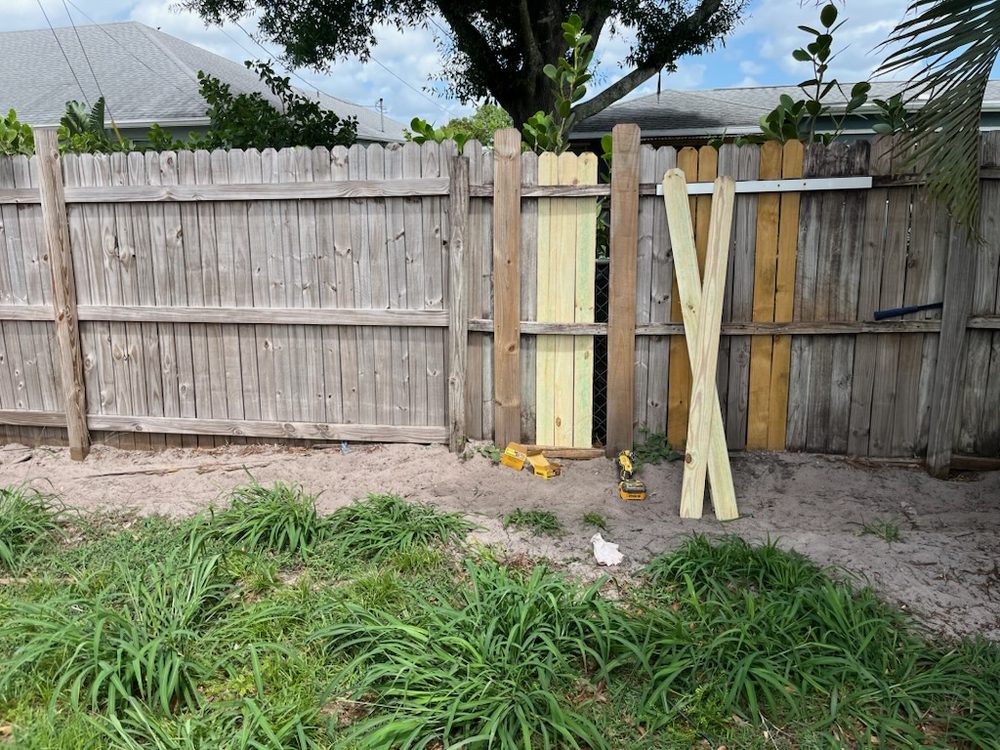Slide of House Finch