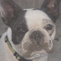 Petco