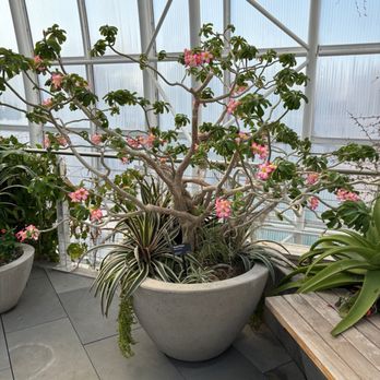 Myriad Botanical Gardens - Botanical Gardens Near Me - Oklahoma City, Oklahoma