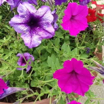 Johnson County Public Library - Flowers in pots outside this library - great landscaping! - Libraries Near Me - Greenwood, Indiana