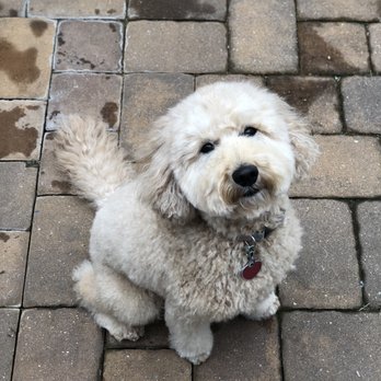 Prince Benji - Post cut - Pet Groomers Near Me - Baltimore, Maryland Prince Benji - Post cut - Pet Groomers Near Me - Baltimore, Maryland