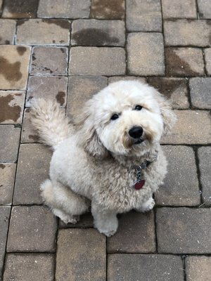 Prince Benji 149 Photos 60 Reviews Pet Groomers 1007 W 41st St Baltimore Md United States Phone Number Yelp Prince Benji 149 Photos 60 Reviews Pet Groomers 1007 W 41st St Baltimore Md United States Phone Number Yelp