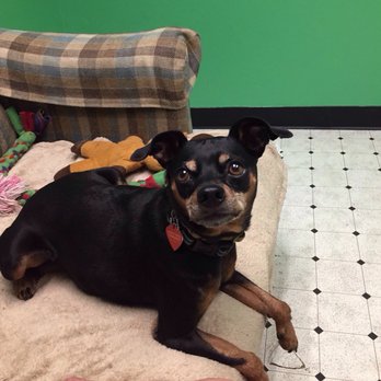 Almost Home Foundation - Perry in his suite at the shelter waiting to find a forever home. - Animal Shelters Near Me - Schaumburg, Illinois