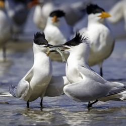 Bolivar Flats Shorebird Sanctuary