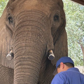 East Texas Elephant Experience - Petting Zoos Near Me - Cut And Shoot, Texas East Texas Elephant Experience - Petting Zoos Near Me - Cut And Shoot, Texas
