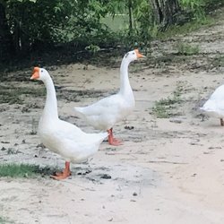 Wooley Swamp Farms - Geese wondering around in dirt drive way