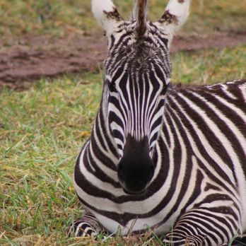 Georgia Safari Conservation Park - Zebra - Zoos Near Me - Madison, Georgia