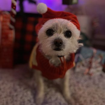 K9 Loft - Our dog after grooming, she was photo shoot ready. Thank you! - Pet Groomers Near Me - Pasadena, California