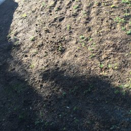 Poor seeding. No grass growth. The little green in picture are weeds that have started to grow in place of grass.