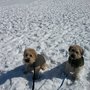 Photo of Dog Walkers of Nova