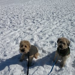 Dog Walkers of Nova