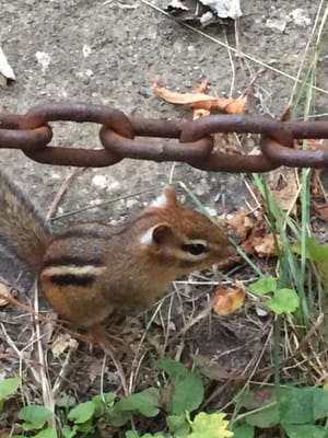 Mountain Creamery by null