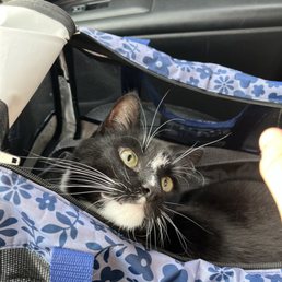 My Cat Panda! My Cat Panda!