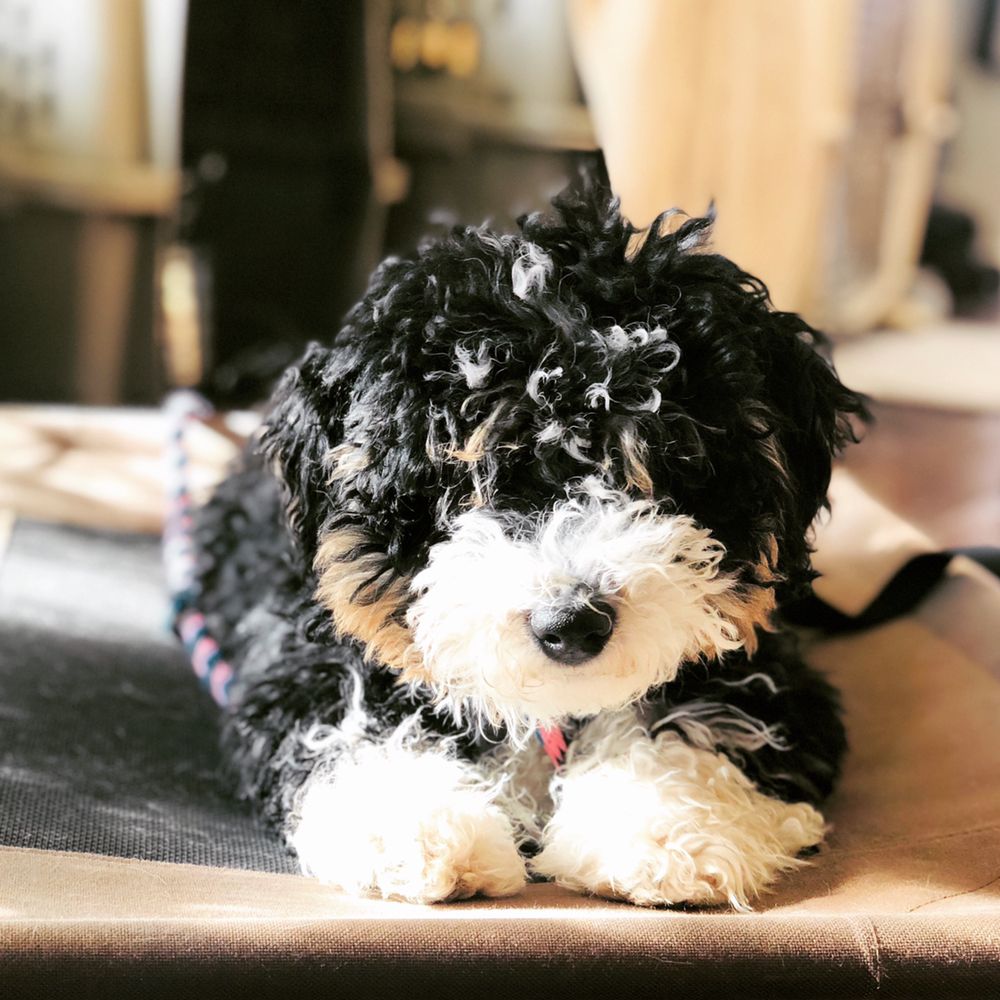 DOG DAYS INN BOARDING & TRAINING Updated August 2024 46 Photos