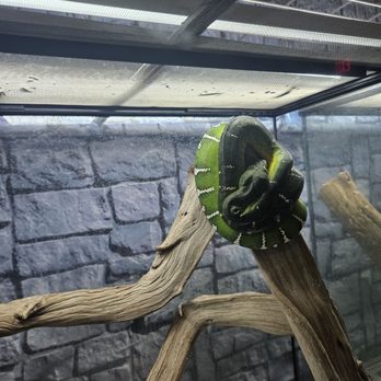 Wild Things - Reptile Shops Near Me - Las Vegas, Nevada